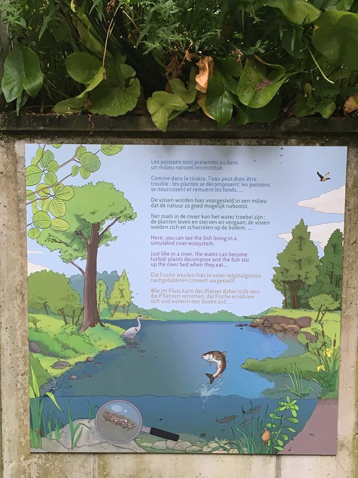 41675004_2300838996599178_1852541530749796352_o